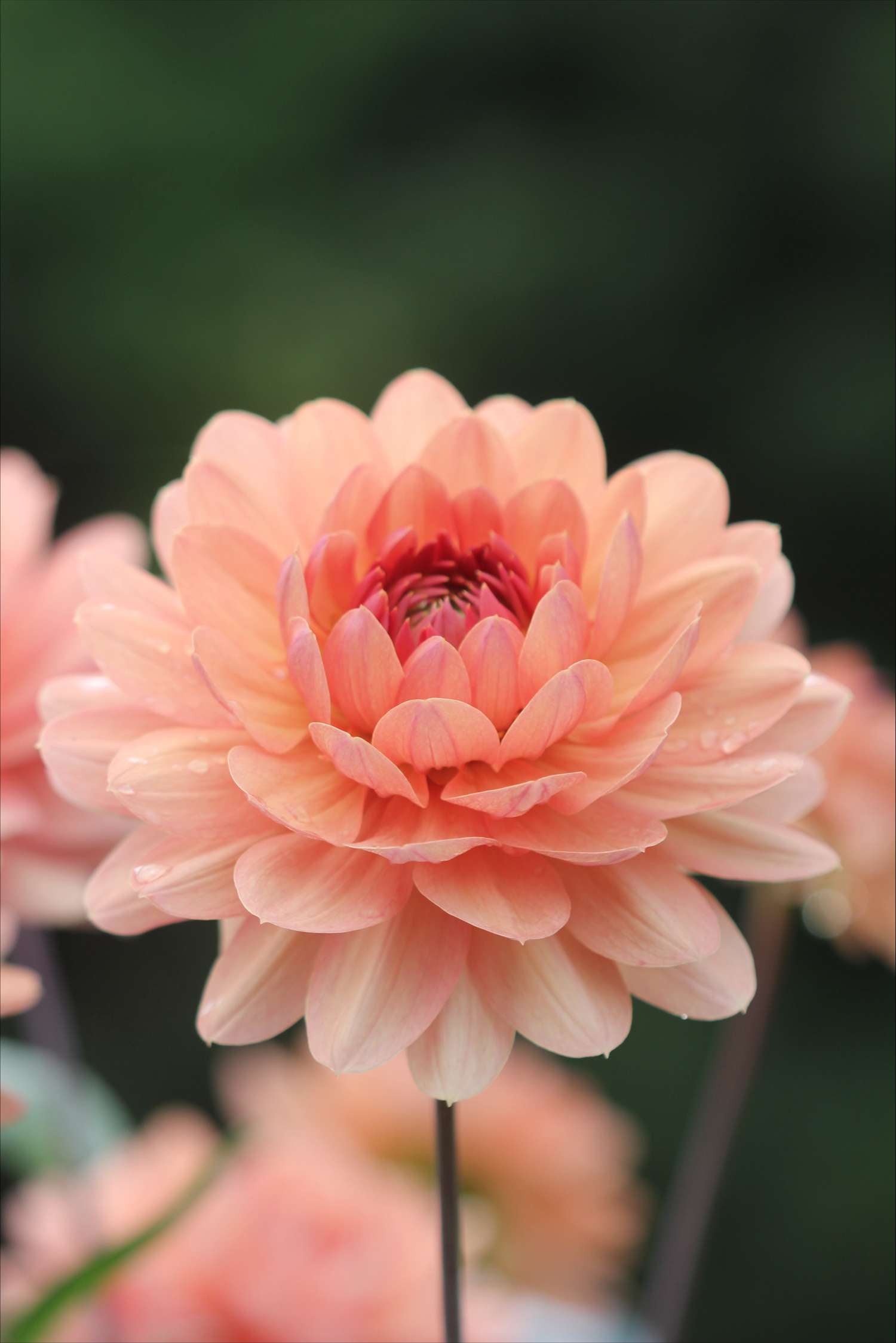 Dahlia 'Château de la Bourdaisière'